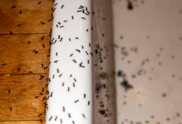 Best Best Pest Control Companies  in Attica, IN